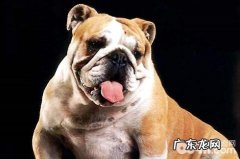 英国斗牛犬感受重吗？英国斗牛犬感受怎么消除？