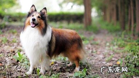 喜乐蒂合适初学者养吗?喜乐蒂喂养