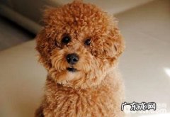 泰迪犬性情如何？泰迪犬性格介绍