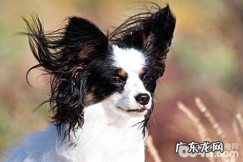 蝴蝶犬吃什么狗粮好?蝴蝶犬吃什么食物?