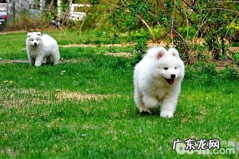 萨摩耶犬好养吗?萨摩耶犬喂养