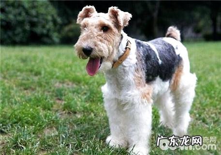 刚毛猎狐梗合适家里养吗?刚毛猎狐梗如何?