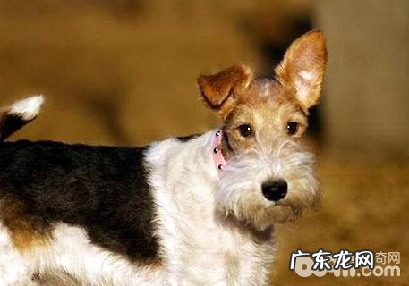 刚毛猎狐梗合适家里养吗?刚毛猎狐梗如何?