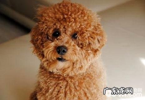 小泰迪喜欢吃什么零食?小泰迪不能吃什么零食?