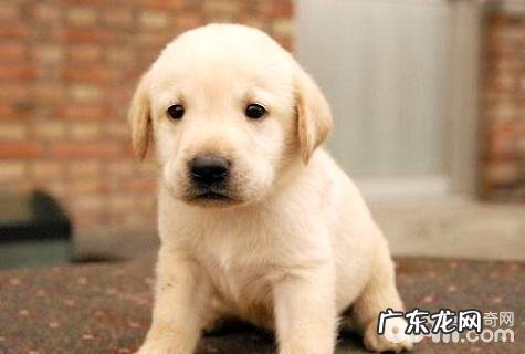 金毛狗狗和金毛哪家好?金毛狗狗VS金毛