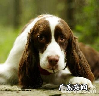 史宾格犬如何看纯不良?非纯种史宾格犬有哪些特点?