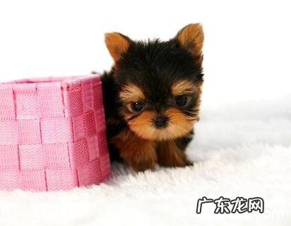 约克夏幼狗怎么养?约克夏幼狗喂养