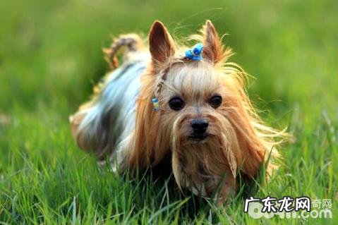 约克夏幼狗怎么养?约克夏幼狗喂养