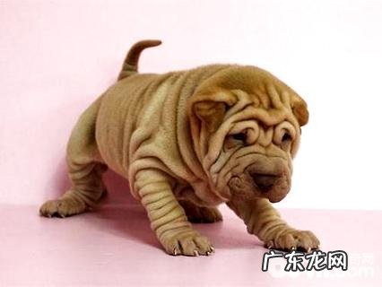 沙皮狗如何保养?沙皮狗的养法