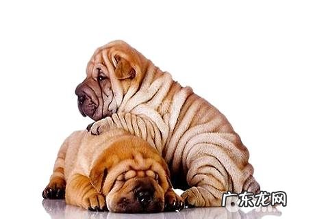 沙皮狗如何保养?沙皮狗的养法