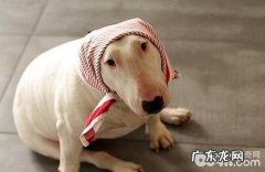 牛头梗如何？牛头梗优点和缺点详细介绍