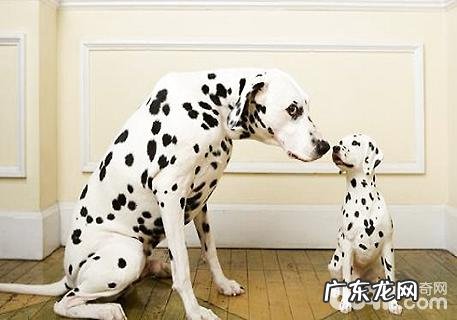 斑点狗价格是多少？斑点狗价格