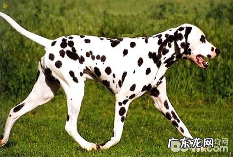 斑点狗价格是多少？斑点狗价格