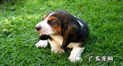 巴吉度犬合适家里养吗？巴吉度犬如何？