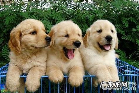 小狗何时除虫?狗狗驱虫時间