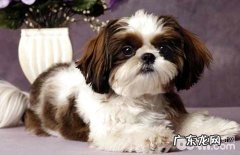 西施犬感受大吗？西施犬有感受的缘故