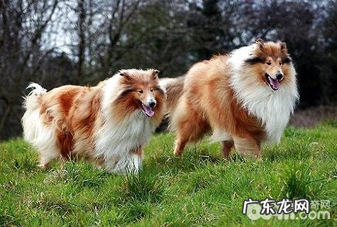 英国德牧犬性情好么?英国德牧犬详细介绍