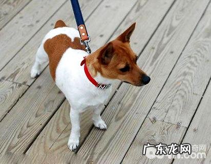 杰克罗素梗合适家里养吗？杰克罗素梗喂养