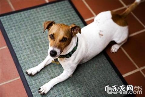 杰克罗素梗合适家里养吗？杰克罗素梗喂养