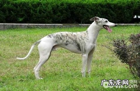 为何养惠比特的人少?惠比特犬怎么养?