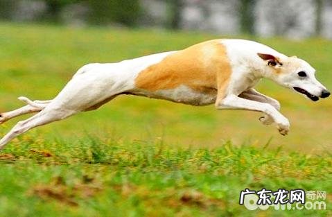 为何养惠比特的人少?惠比特犬怎么养?