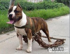 斯塔福犬好养吗？斯塔福犬喂养
