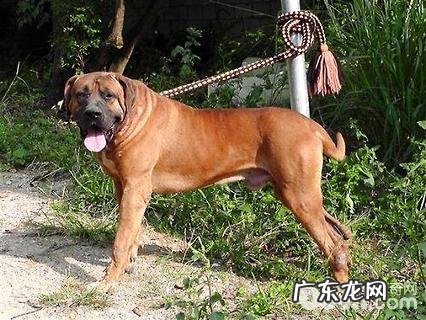 土佐犬为何害怕养?土佐犬乱咬吗?