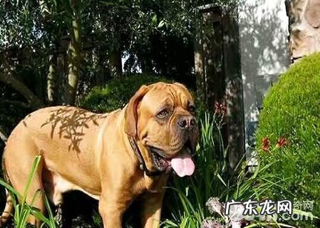 土佐犬为何害怕养?土佐犬乱咬吗?