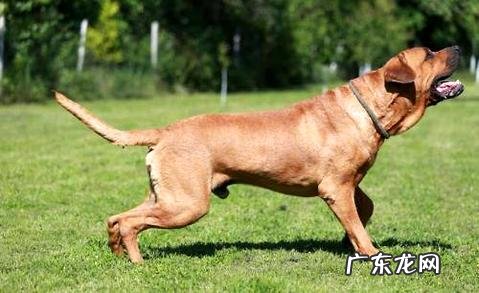 土佐犬为何害怕养?土佐犬乱咬吗?