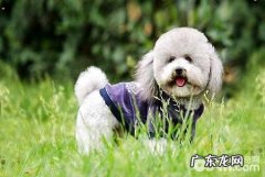 泰迪犬吃啥最好是？泰迪犬吃什么食物？