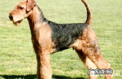 万能梗合适家里养吗？万能梗喂养