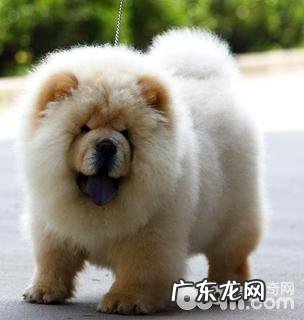 松狮狗好养吗？松狮狗喂养常见问题