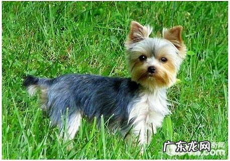 约克夏聪慧吗?约克夏智商排名