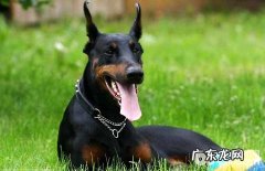 为何养杜宾的人少？别养杜宾犬的缘故有什么？