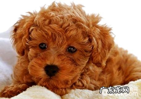 泰迪犬如何养？泰迪犬喂养