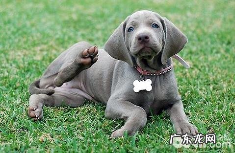 威玛猎犬如何?威玛猎犬的优势与劣势?