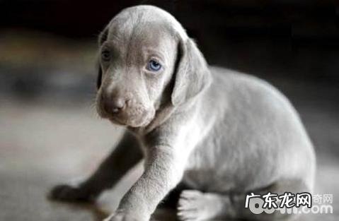 威玛猎犬如何?威玛猎犬的优势与劣势?