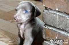 威玛猎犬如何？威玛猎犬的优势与劣势？