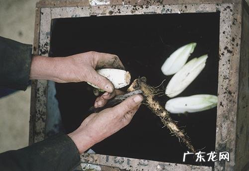 尿酸高可以吃雪碧可乐吗 高尿酸人喝雪碧、可乐跟吃油炸食物会诱发痛风吗？