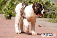 中亚牧羊犬怎么养？中亚牧羊犬喂养