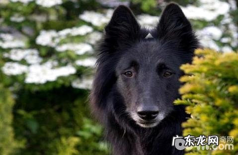 丹麦德牧犬聪慧吗？丹麦牧羊犬智商排名