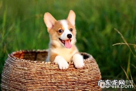 柯基掉毛比较严重该怎么办？柯基掉毛