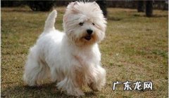 如何看西高地纯不良？非纯种西高地白梗有什么特点