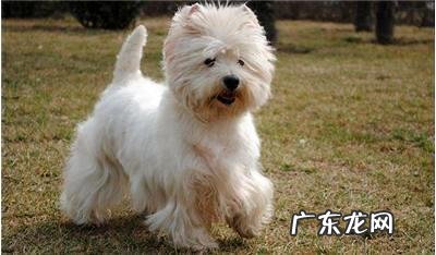 如何看西高地纯不良?非纯种西高地白梗有什么特点