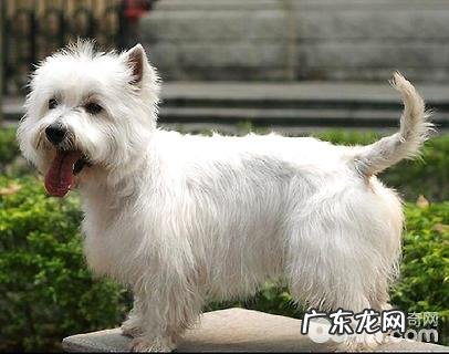 如何看西高地纯不良?非纯种西高地白梗有什么特点