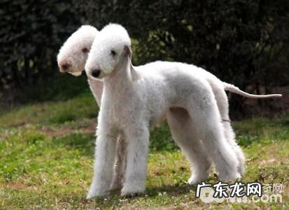 贝灵顿犬有攻击能力吗？贝灵顿梗如何？