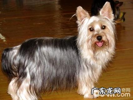 丝毛梗好养吗?丝毛梗喂养