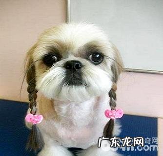 西施犬如何看纯不良？非纯种西施犬有哪些特点？
