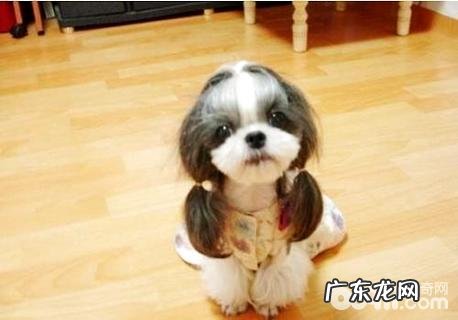 西施犬如何看纯不良？非纯种西施犬有哪些特点？