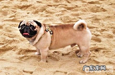 为何八哥一开始养就后悔莫及?八哥犬有哪些缺陷?